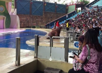 Sea Lions vs Pirates at Chimelong Ocean Kingdom in Hengqin, Zhuhai, China